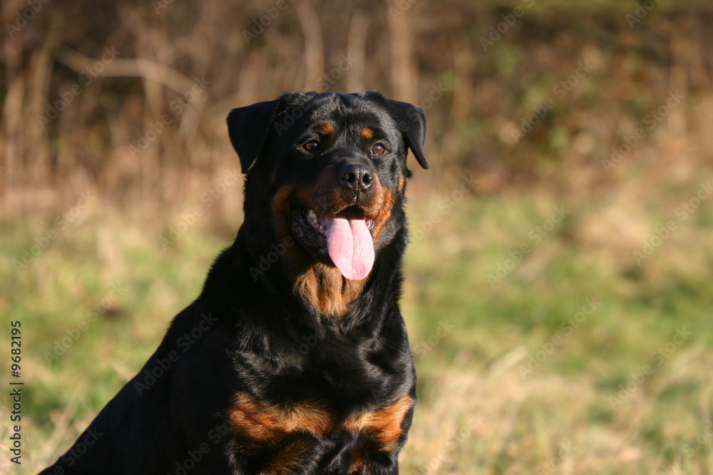 Rottweiler assis à la campagne Rottweiler assis à la campagne