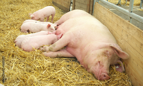 Pig