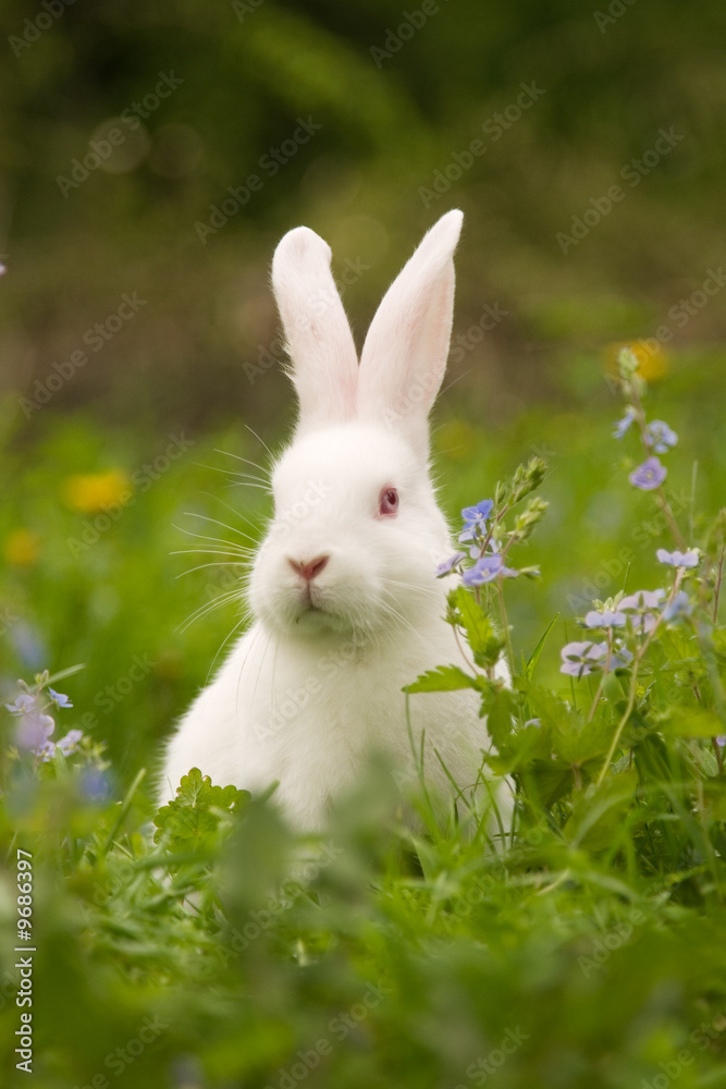 White bunny