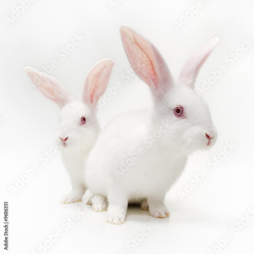 Obraz na płótnie White rabbits w salonie