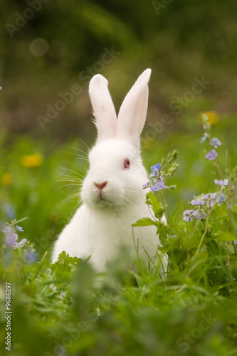Obraz na płótnie White bunny w salonie