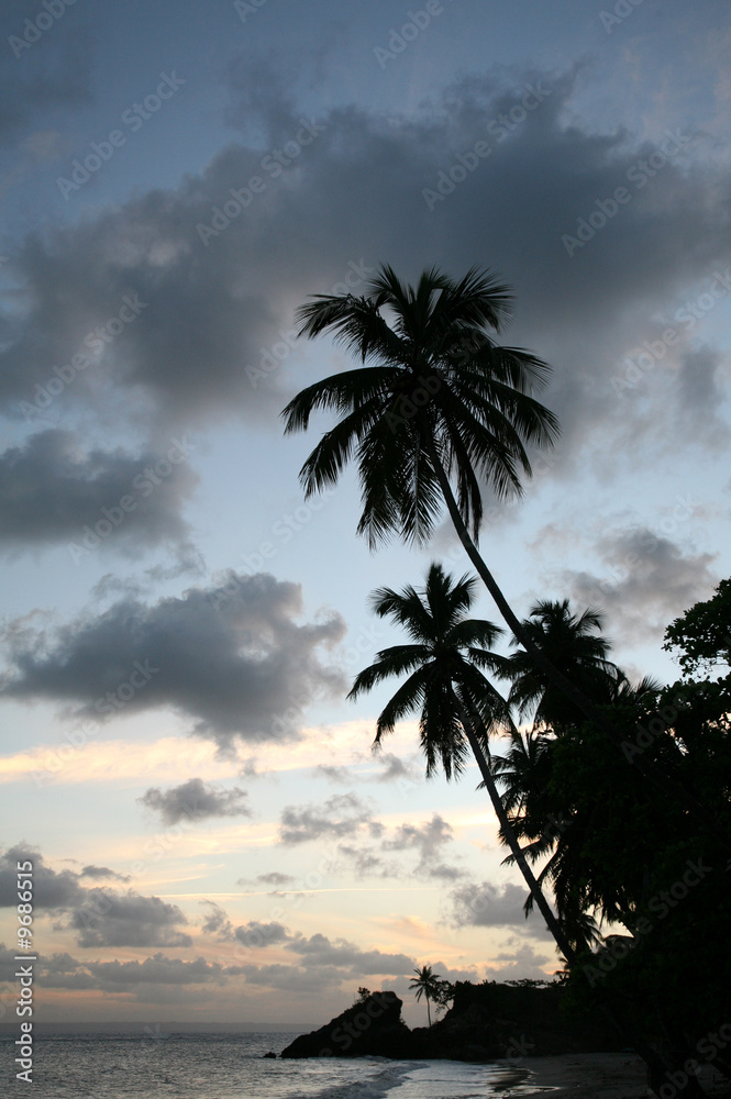 Palm Trees on the sea shore at sunset in the Dominican Republic