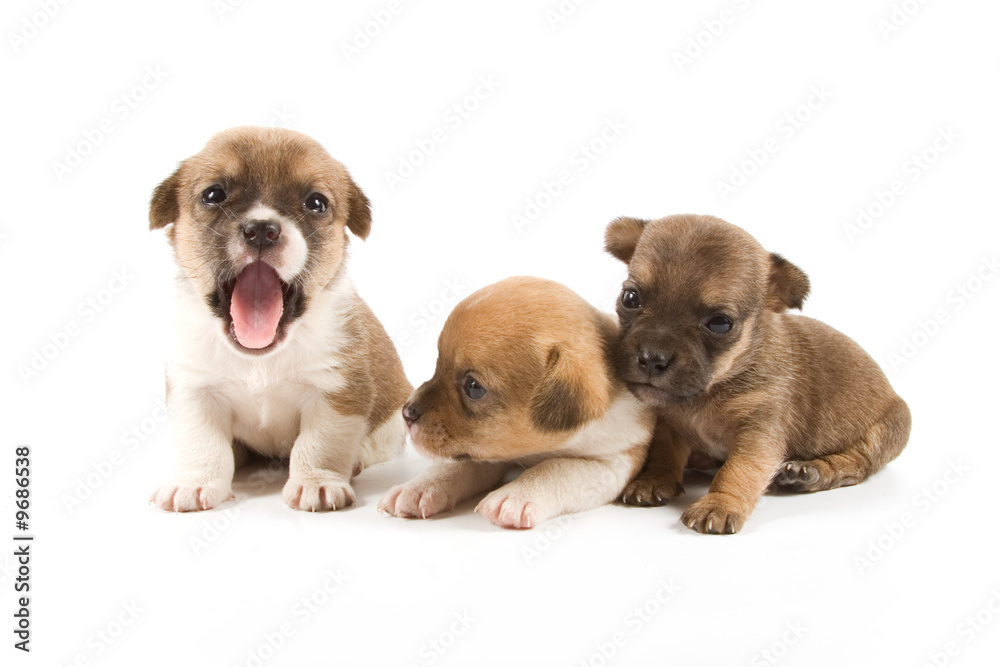 Obraz premium Three puppies on white background