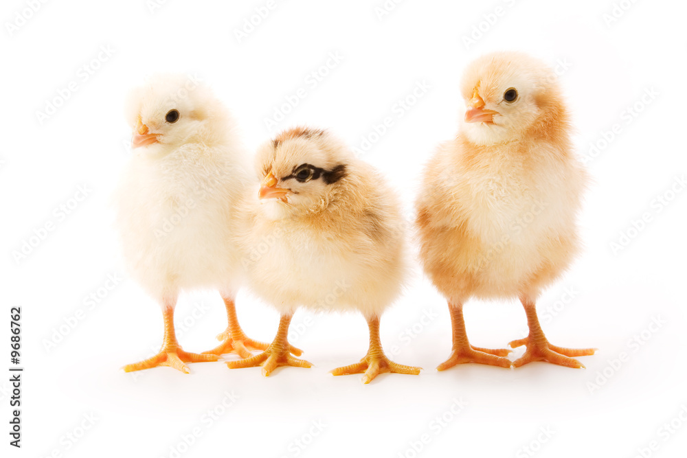 Chicken on white background Chicken on white background