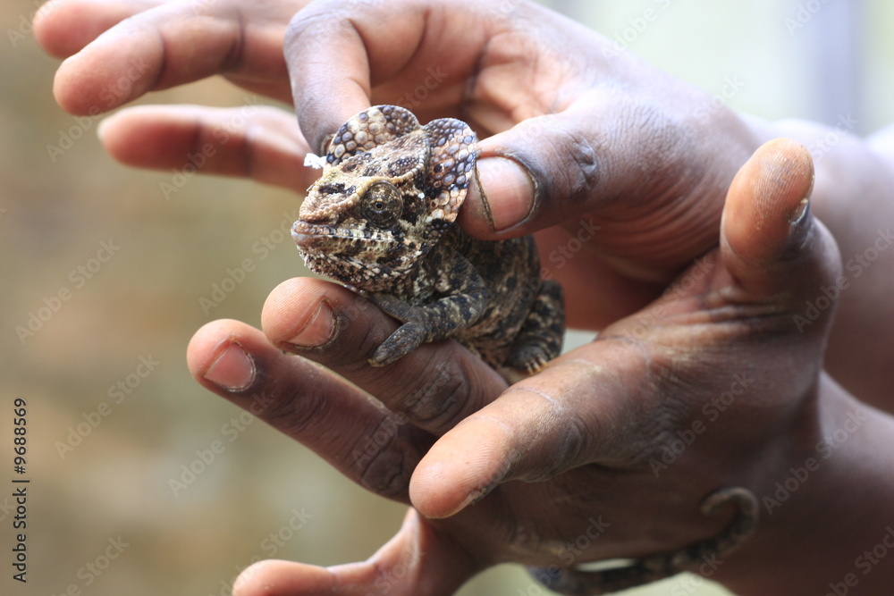 caméléon berenty madagascar