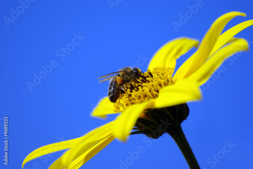 bee on the flower