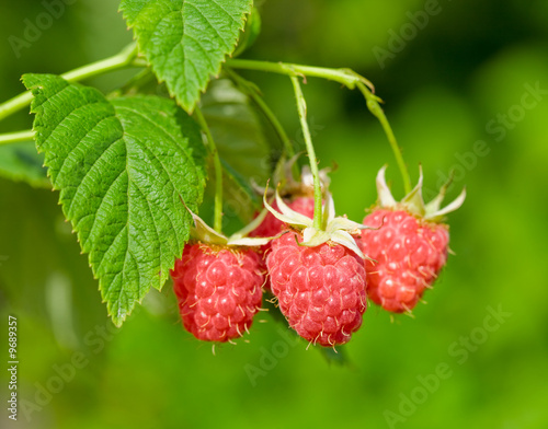 Ripe raspberry, hanging on a bush