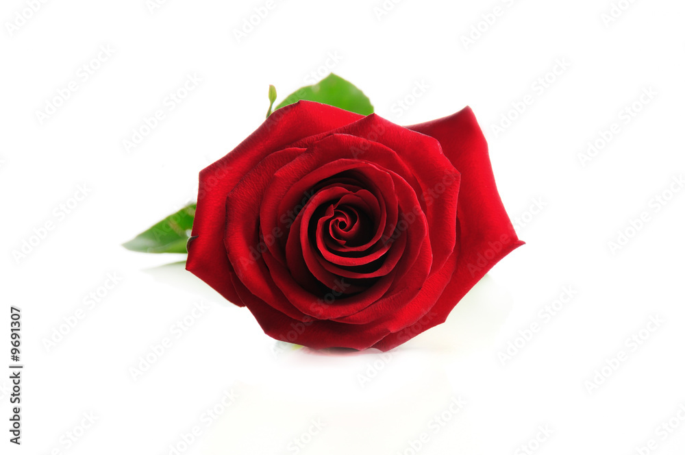 Fototapeta premium Detail of perfect red rose isolated over white