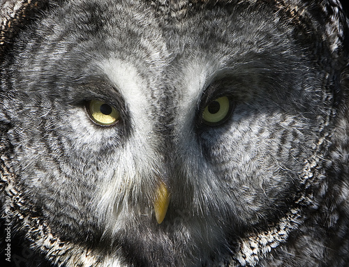 búho de noche photo