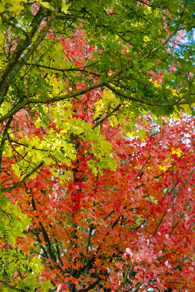 A picture of a tree in beautiful autumn colors with a bird A picture of a tree in beautiful autumn colors with a bird