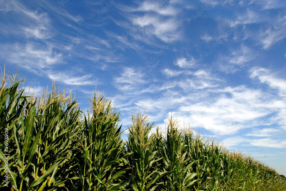 Rows of Green Corn under Summer Skies Rows of Green Corn under Summer Skies