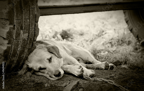 Dog