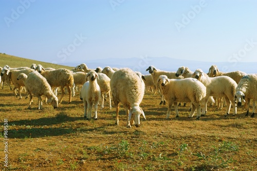 graze a flock of mountain sheep