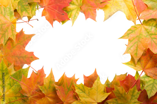 close-up frame from maple leaves  isolated on white
