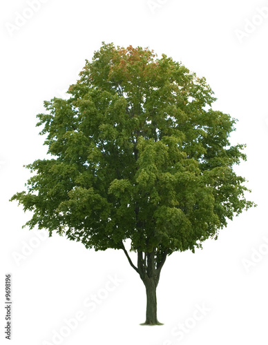 Maple tree isoloated on white background