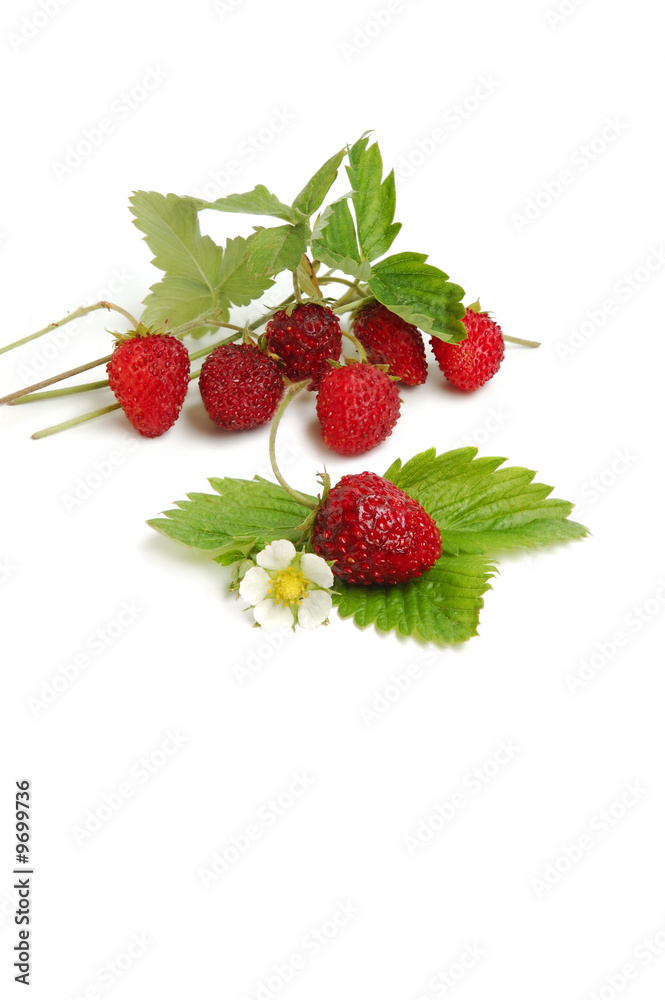 Wild strawberries plant with green leaves Wild strawberries plant with green leaves