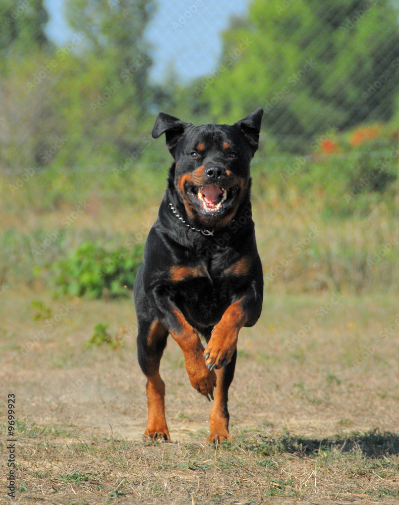 attaque de rottweiler attaque de rottweiler