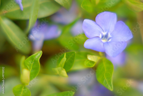 flower periwinkle on  background of green leaves, spring