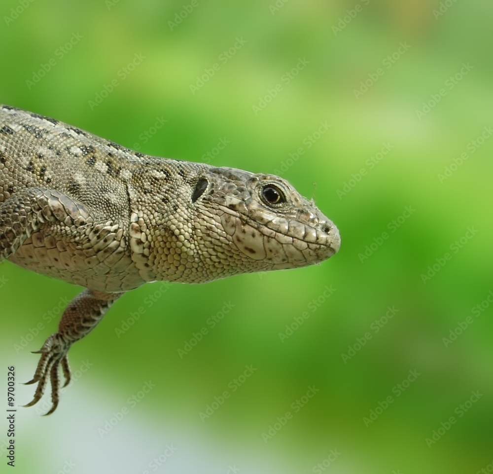Grey lizard. Russian nature, wilderness world. Grey lizard. Russian nature, wilderness world.
