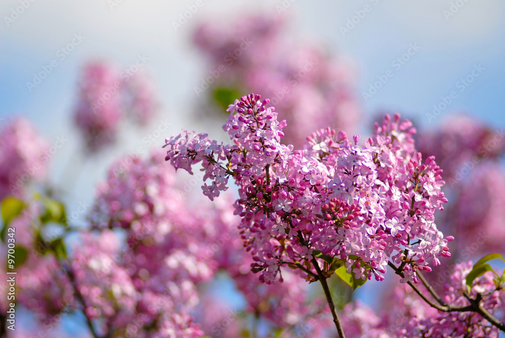 branch of  bush of  lilac on  background of  blue sky