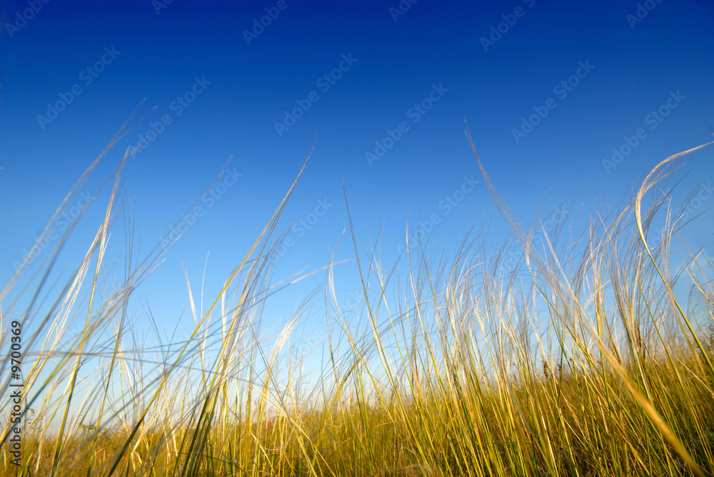 Fototapeta premium feather-grass steppe, virgin site of ground, spring