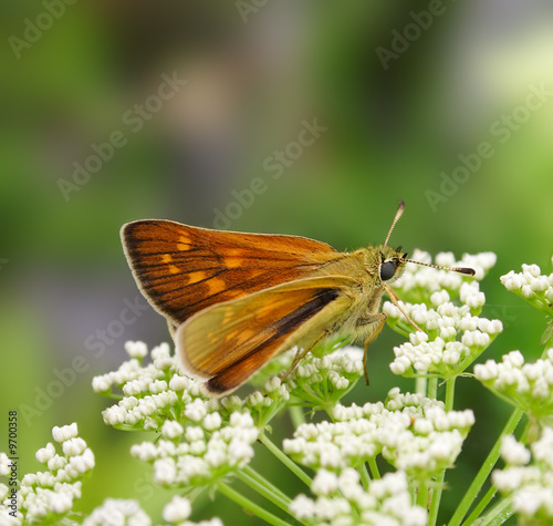 Butterfly on the white flower. Russian nature, wilderness world. photo