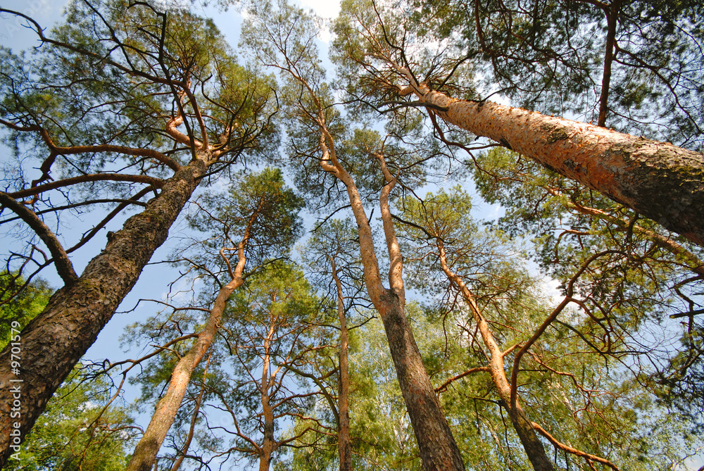 Fototapeta premium tops of pine trees in a wood
