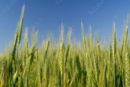 green ear wheat on background of sky