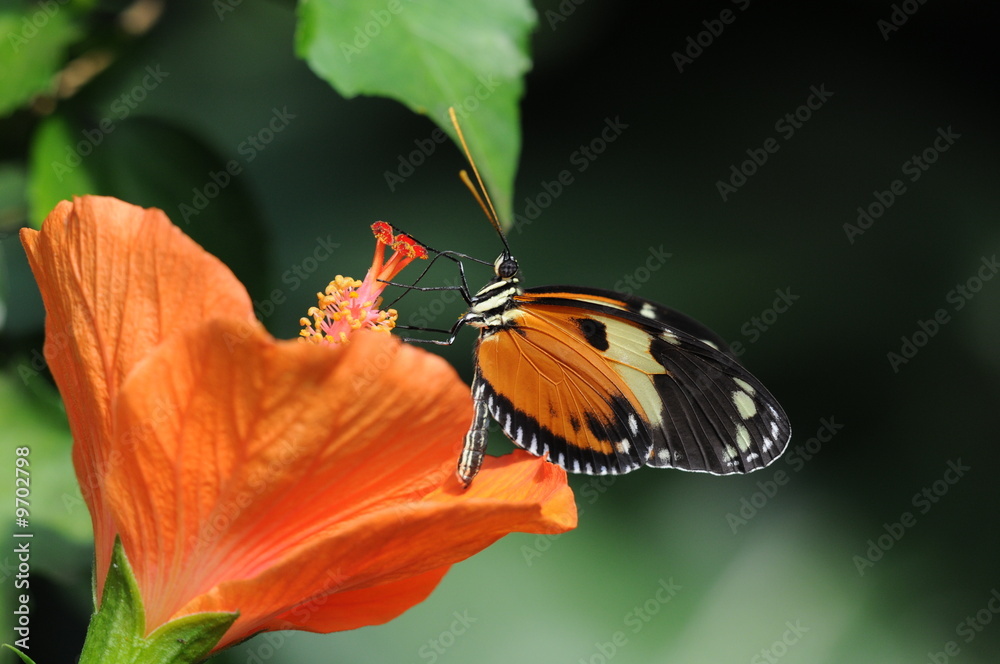 Fototapeta premium Le papillon et l’hibiscus