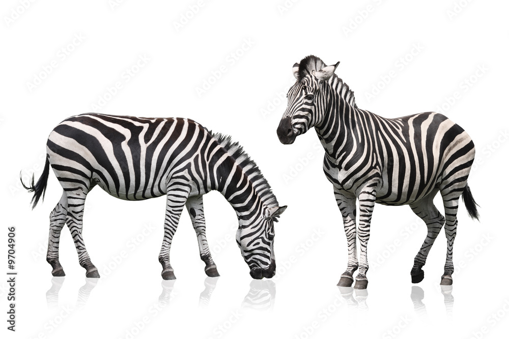 Fototapeta premium Zebra