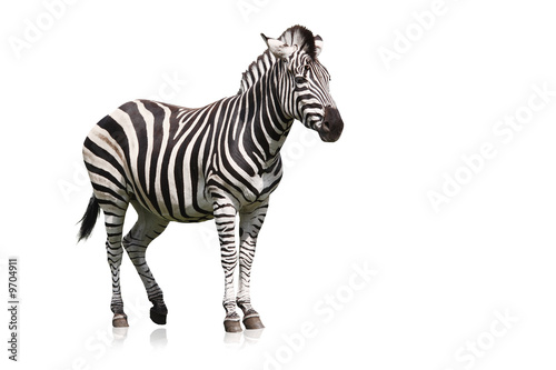 Zebra