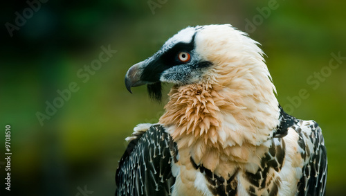 bearded vulture (lat. Gypaetus barbatus) photo