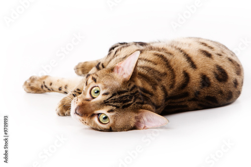 Bengal cat on white background