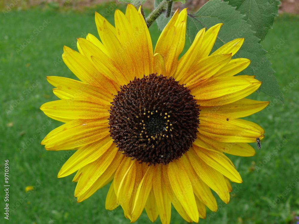 Obraz premium Sonnenblume