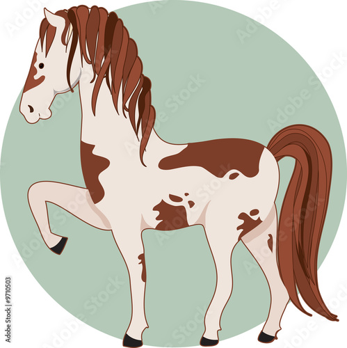 A pinto horse standing with one front leg up