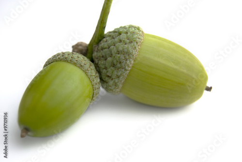 Two adjoined acorns isolated on a white background