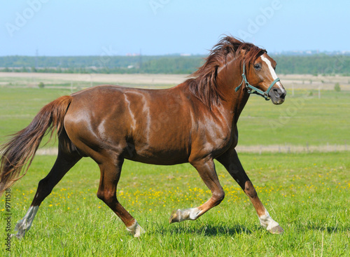 sorrel horse trots in field