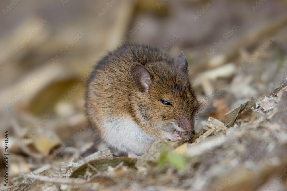 Mouse eating corn in a field Stock Photo Adobe Stock