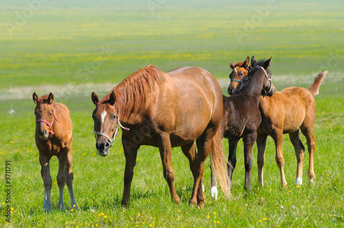 chestnut mare and three foals
