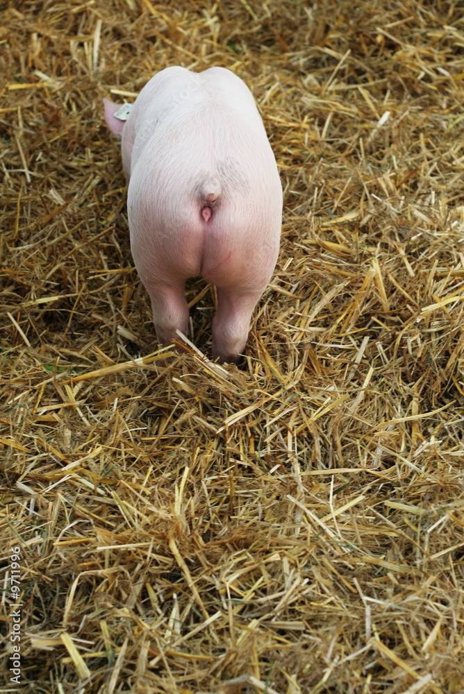 Ferkel Ferkel