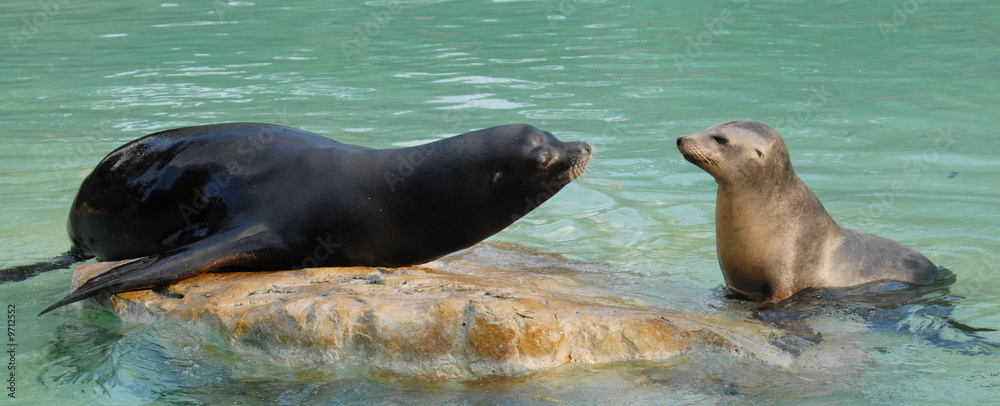 Obraz premium Seelöwe