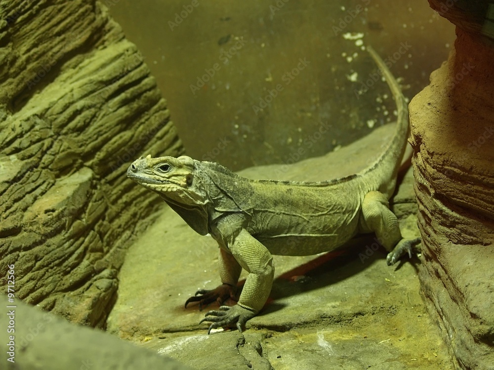 Fototapeta premium Young iguana resting on a rock