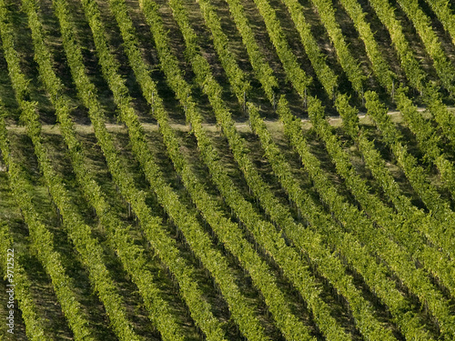 Tempo di vendemmia