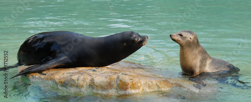 Seelöwe