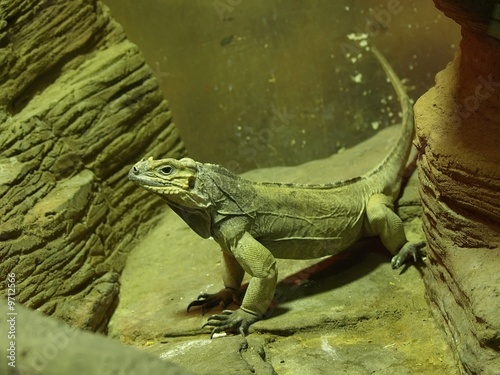 Young iguana resting on a rock