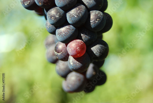 Ripe blue grapes at lake okanagan photo