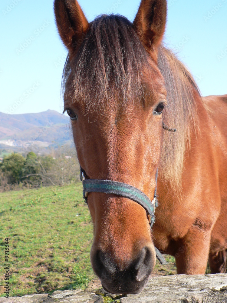 Obraz premium Cheval
