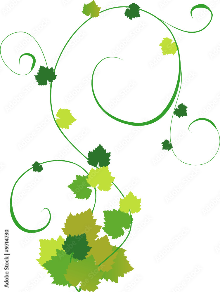 Plakat leaves on a grapevine