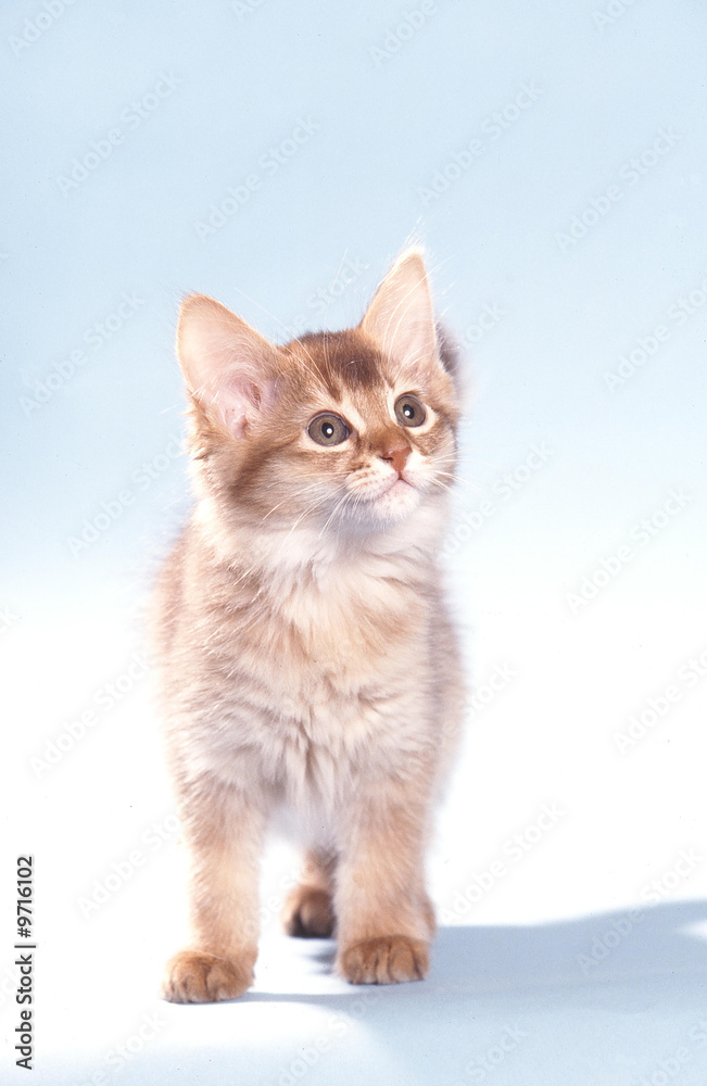 Fototapeta premium un chaton somali qui marche en studio