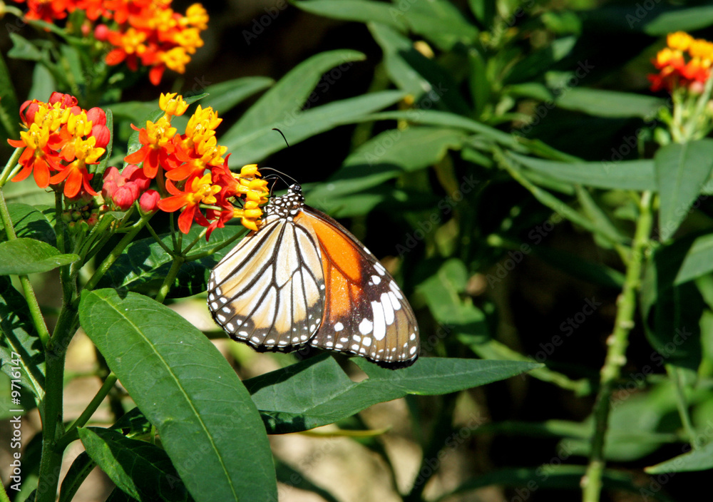 Fototapeta premium 蝶